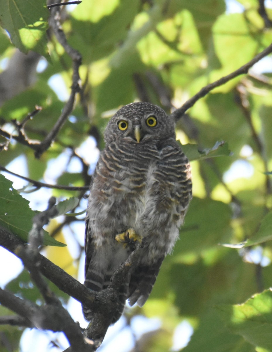 Asian Barred/Jungle Owlet - ML623004962