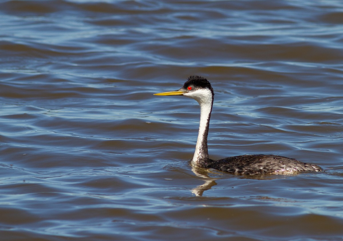 Western Grebe - ML623004981