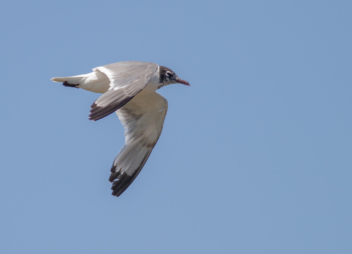 Franklin's Gull - ML623004983