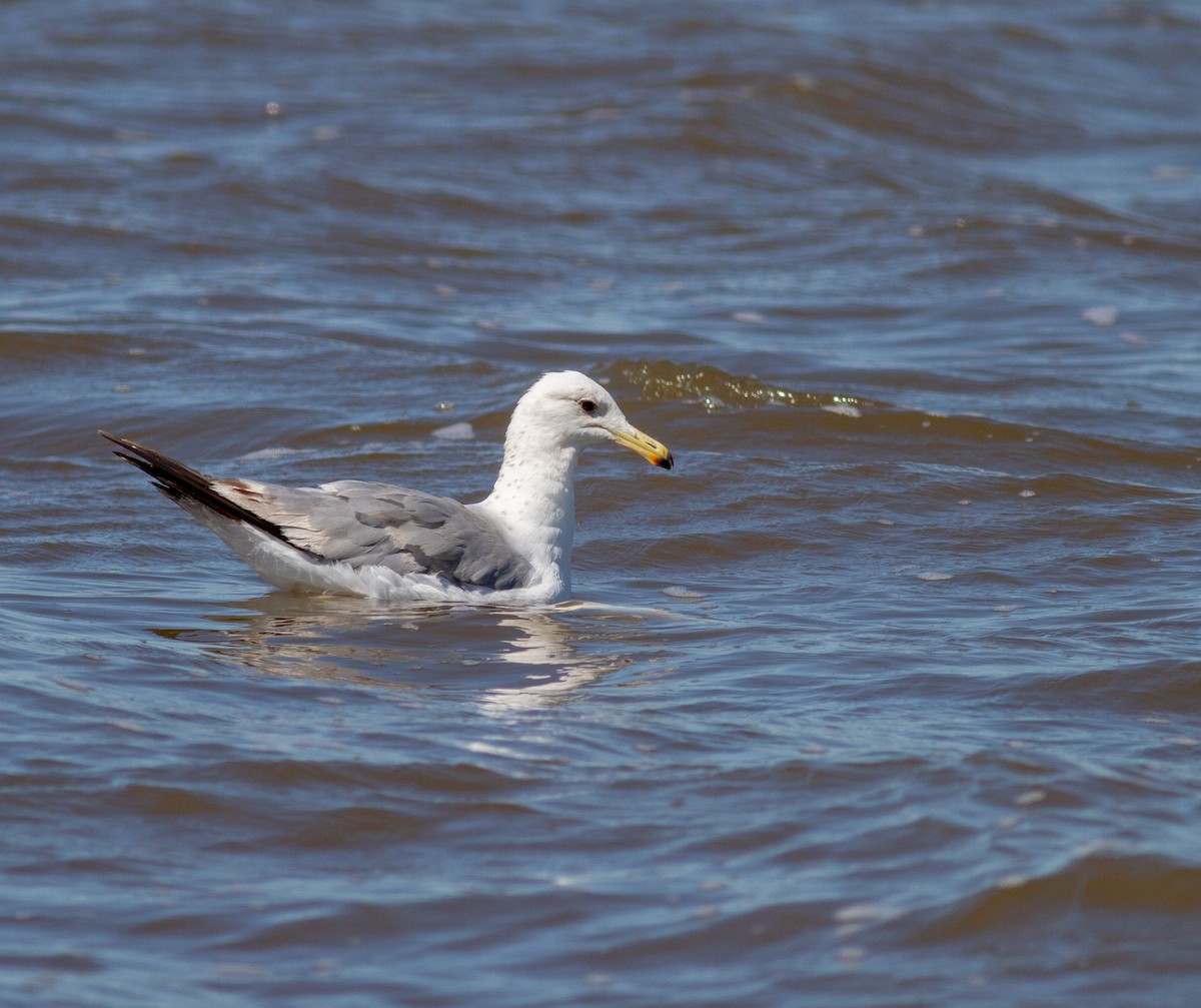 California Gull - ML623004986