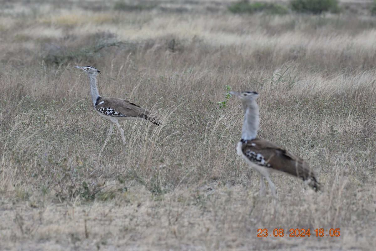 Kori Bustard - Chris Kieu