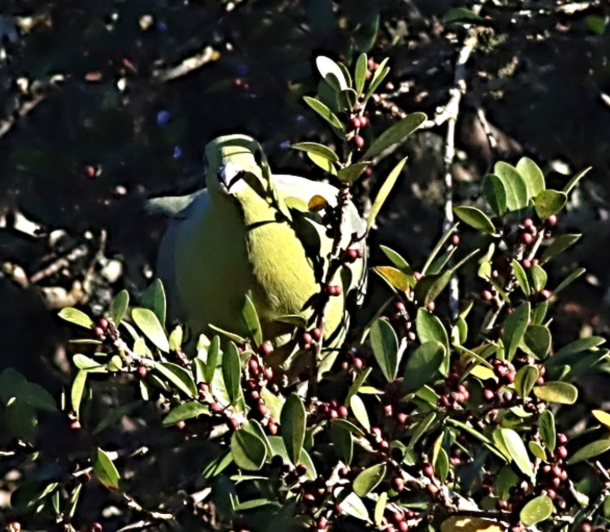 Madagascar Green-Pigeon - ML623005146