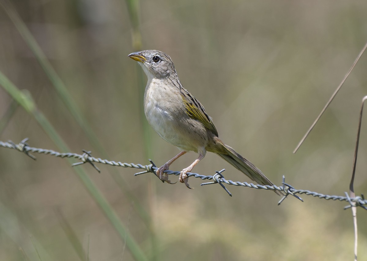 Wedge-tailed Grass-Finch - ML623005153