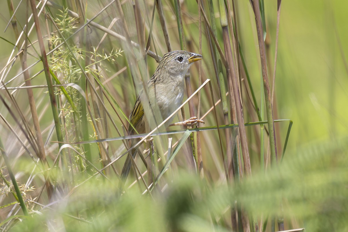 Wedge-tailed Grass-Finch - ML623005154