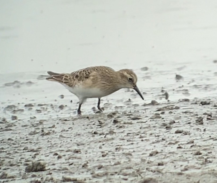 Baird's Sandpiper - ML623005163