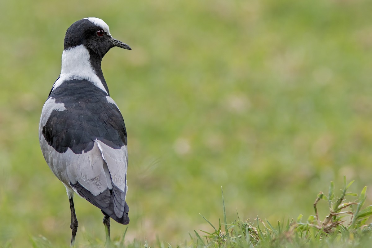 Blacksmith Lapwing - ML623005165