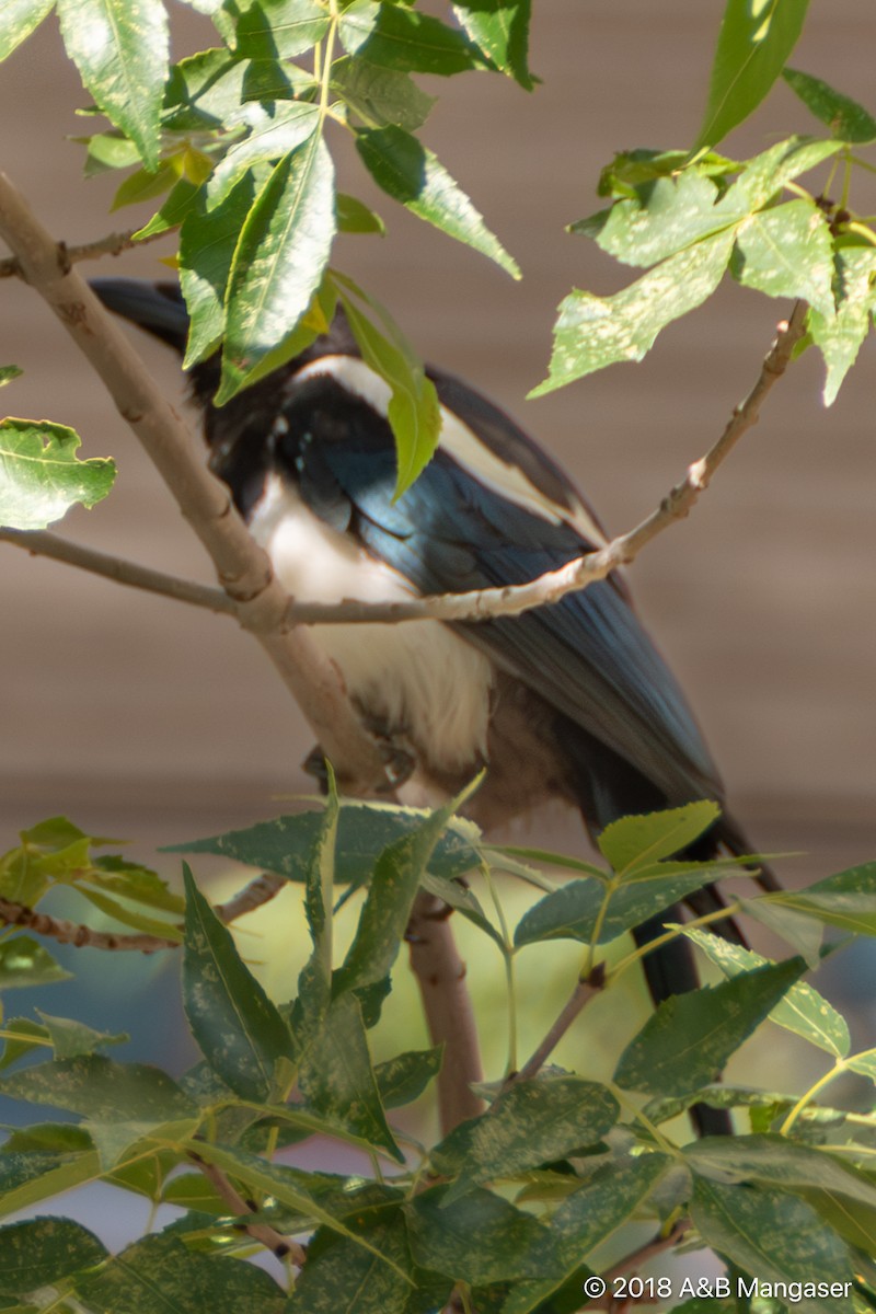 Black-billed Magpie - ML623005201