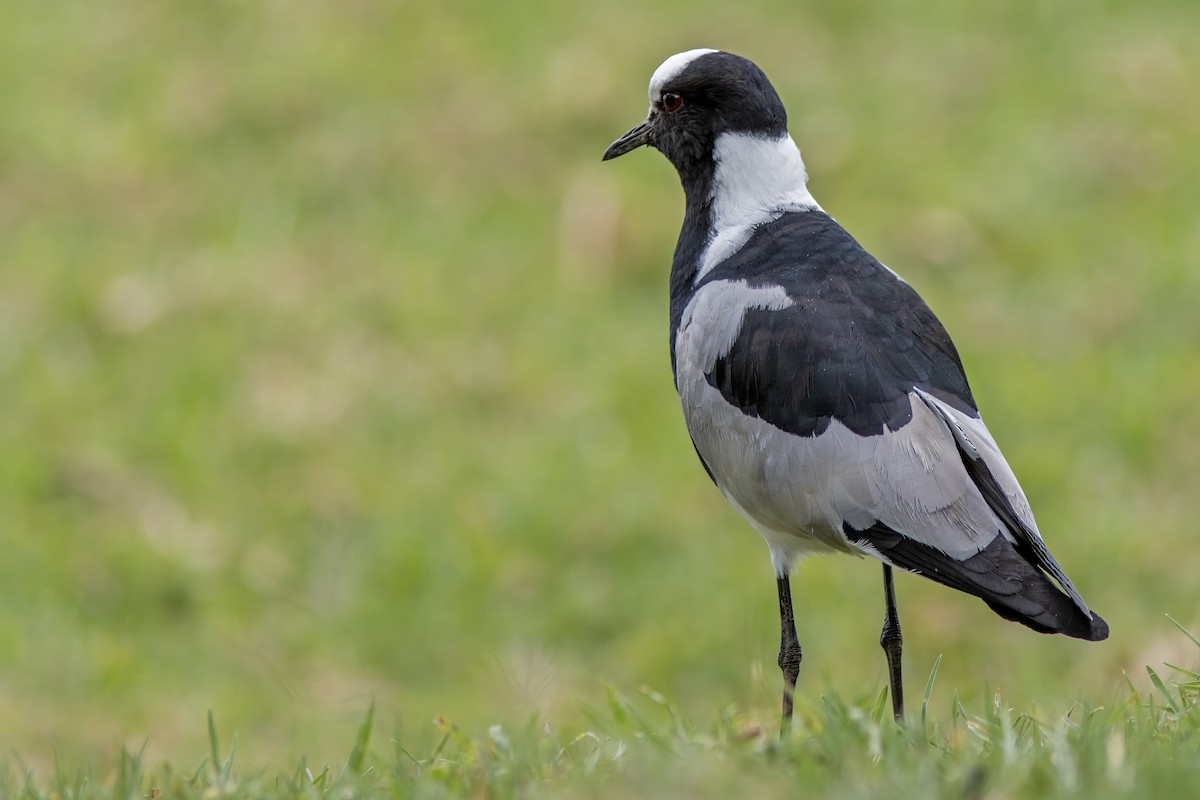 Blacksmith Lapwing - Volkan Donbaloglu