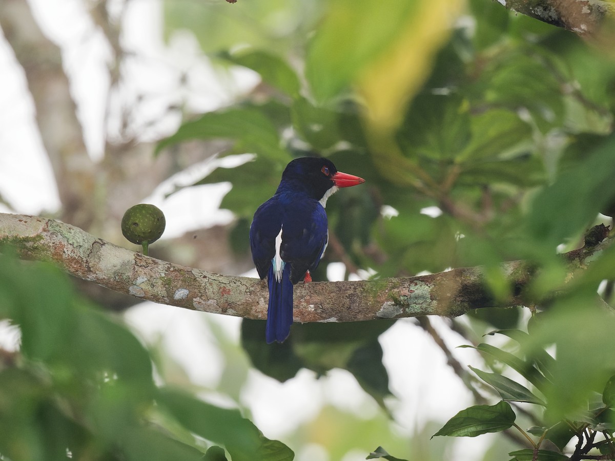 White-rumped Kingfisher - ML623005248