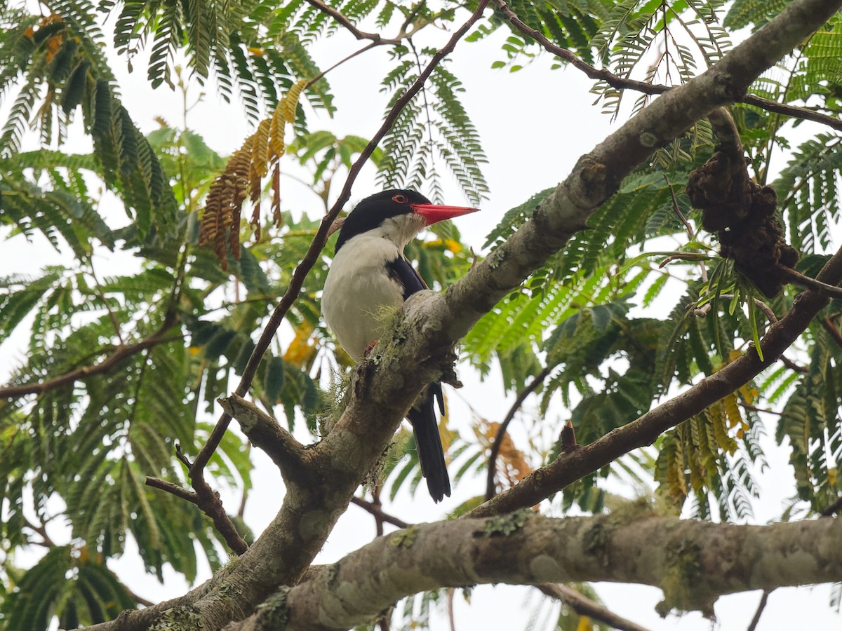 White-rumped Kingfisher - ML623005249