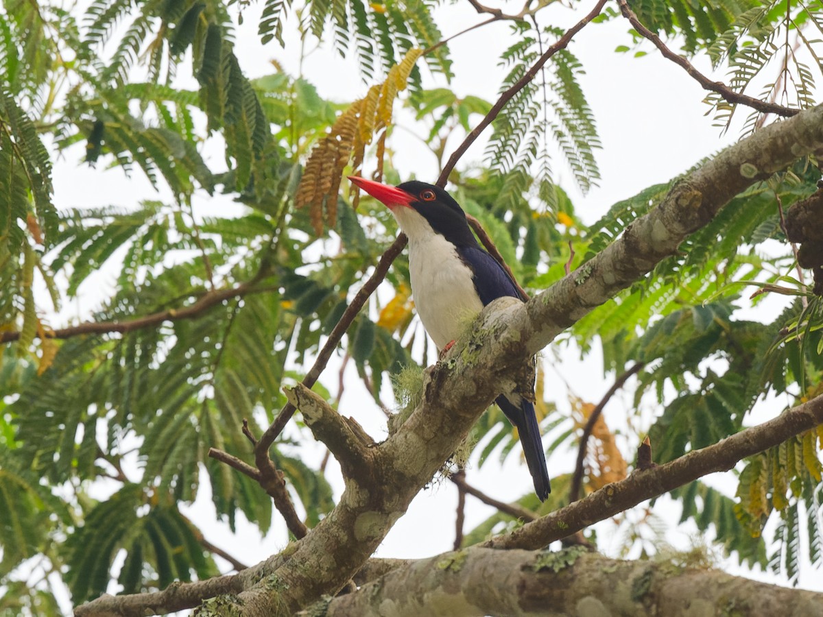 White-rumped Kingfisher - ML623005250