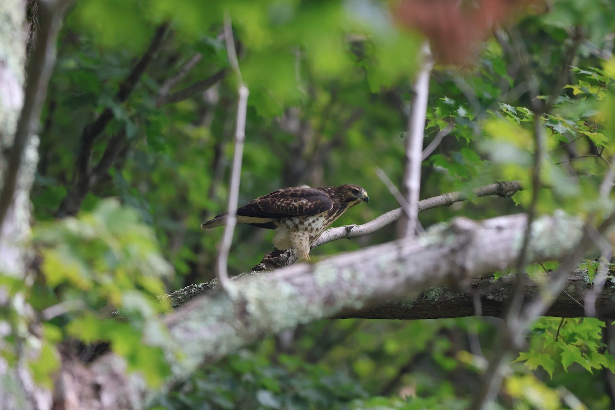 Broad-winged Hawk - ML623005258