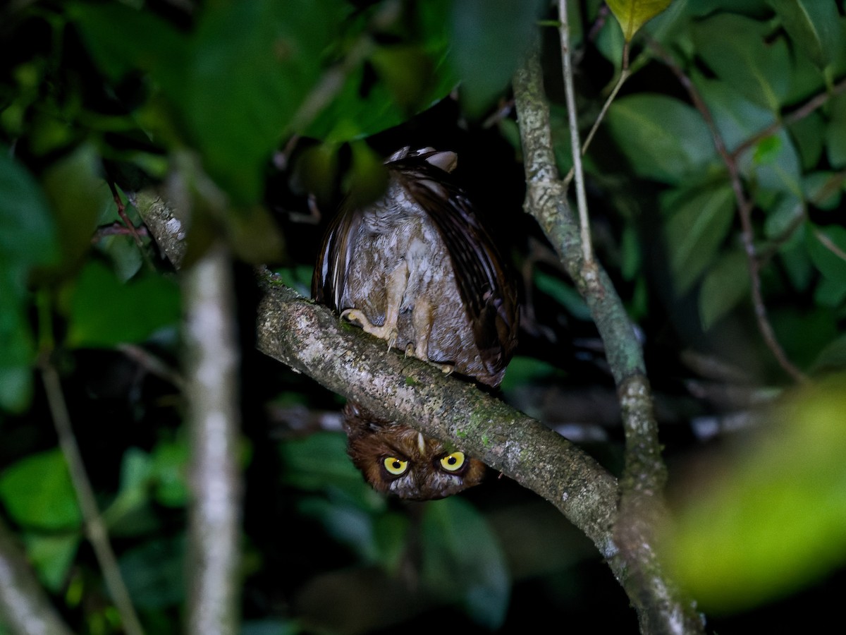 Flores Scops-Owl - ML623005270