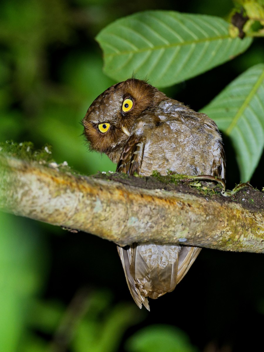 Flores Scops-Owl - ML623005271