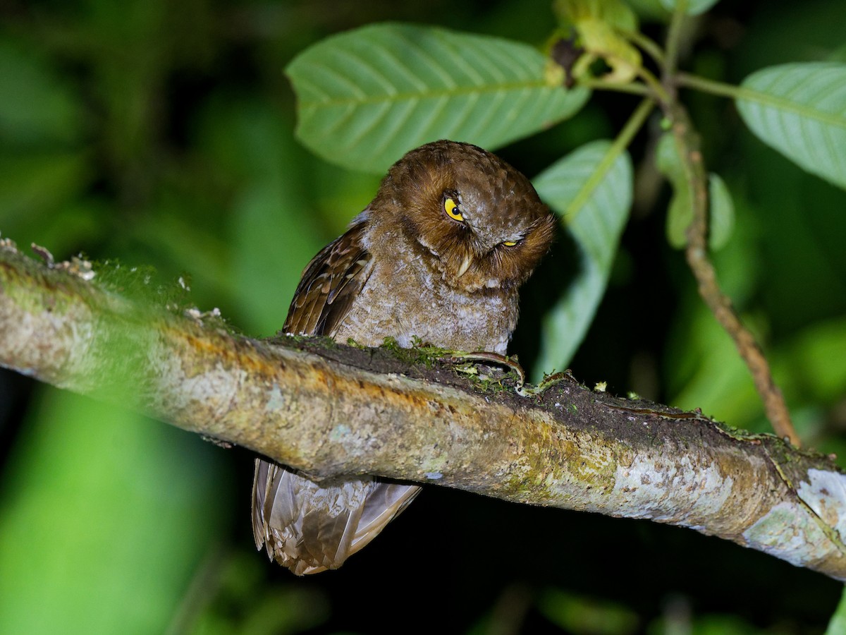 Flores Scops-Owl - ML623005272