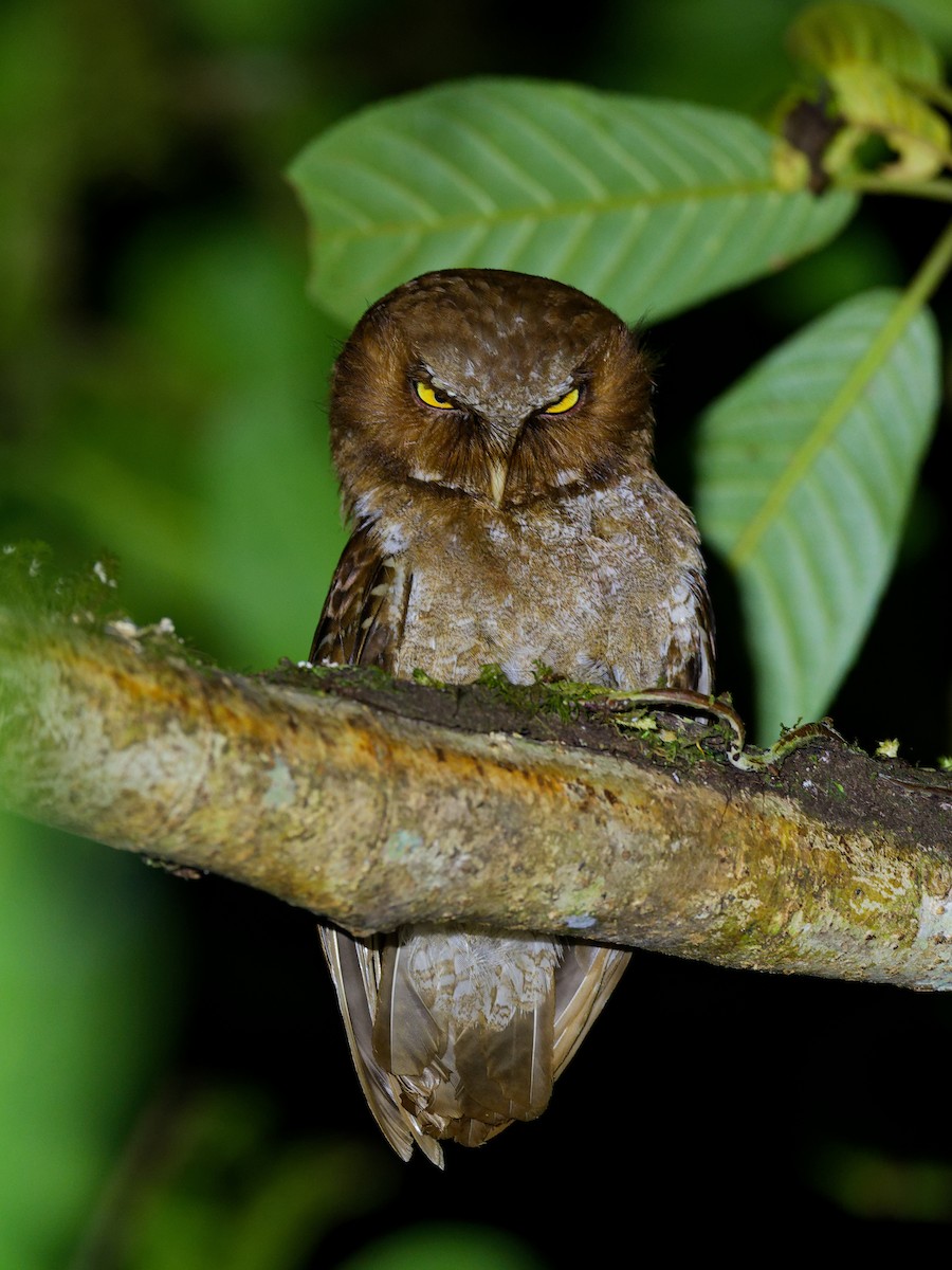Flores Scops-Owl - ML623005280