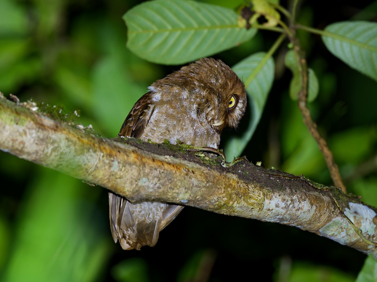 Flores Scops-Owl - ML623005281