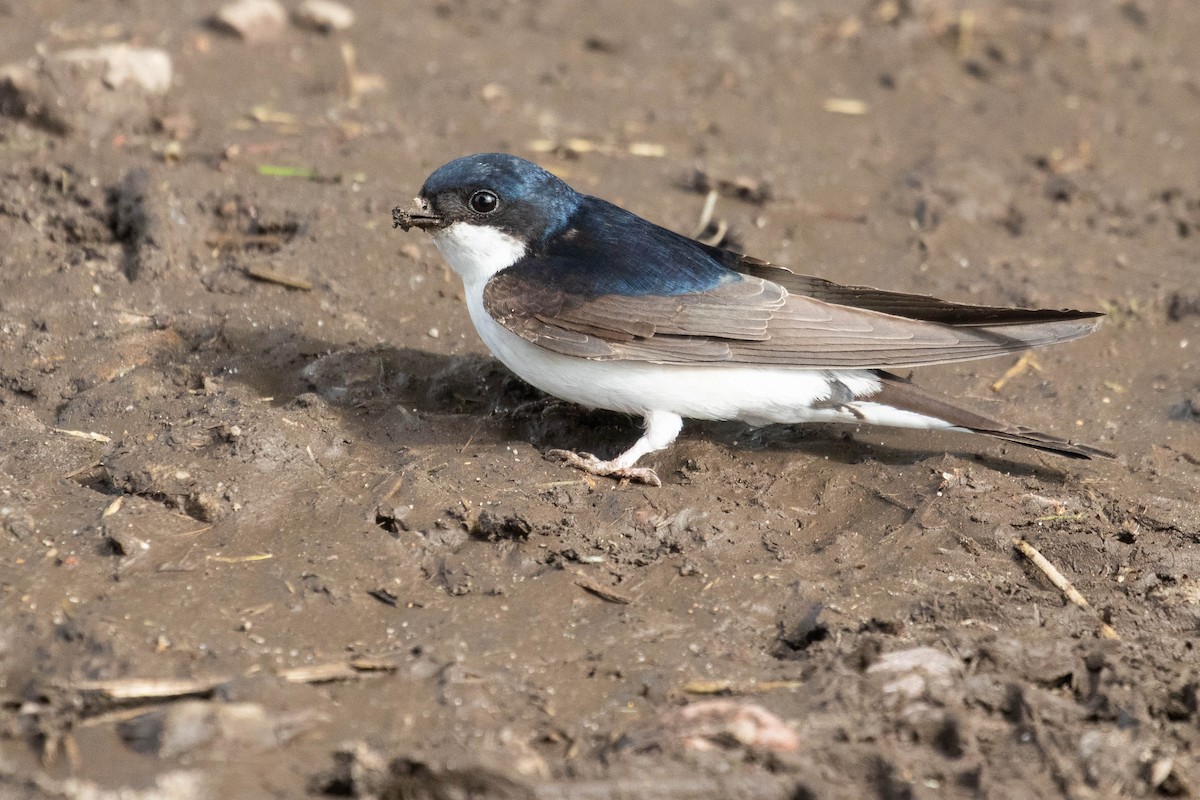 Western House-Martin - Leo Damrow