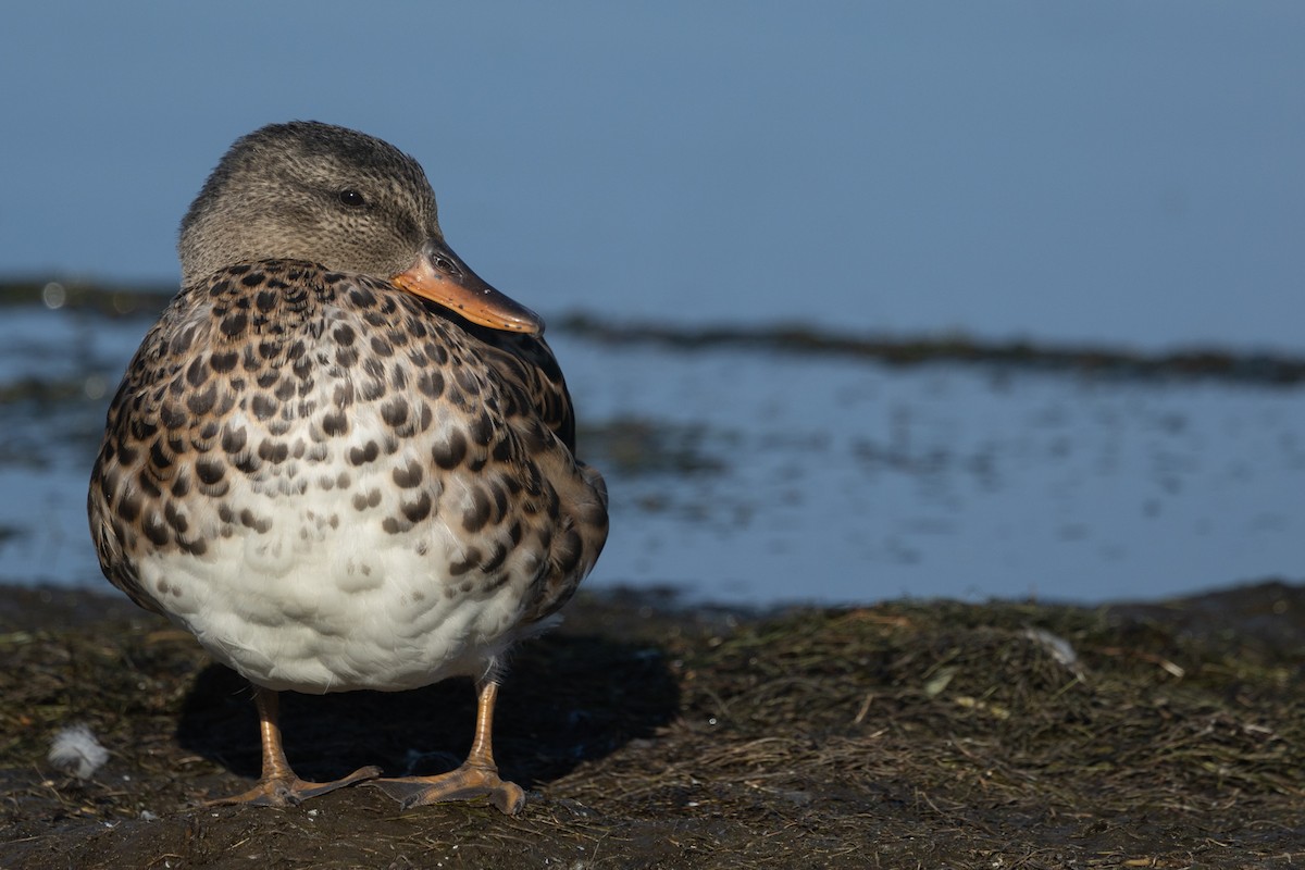 Gadwall - ML623005403