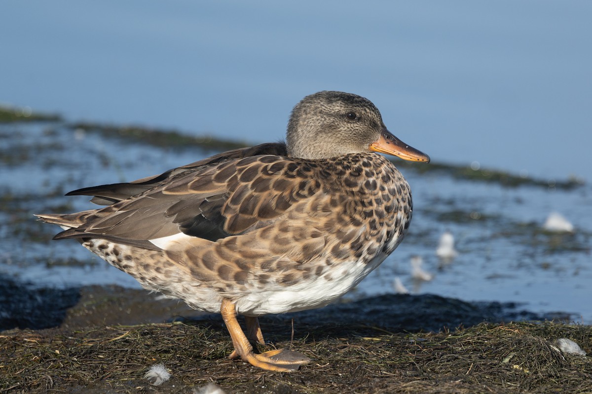 Gadwall - ML623005404