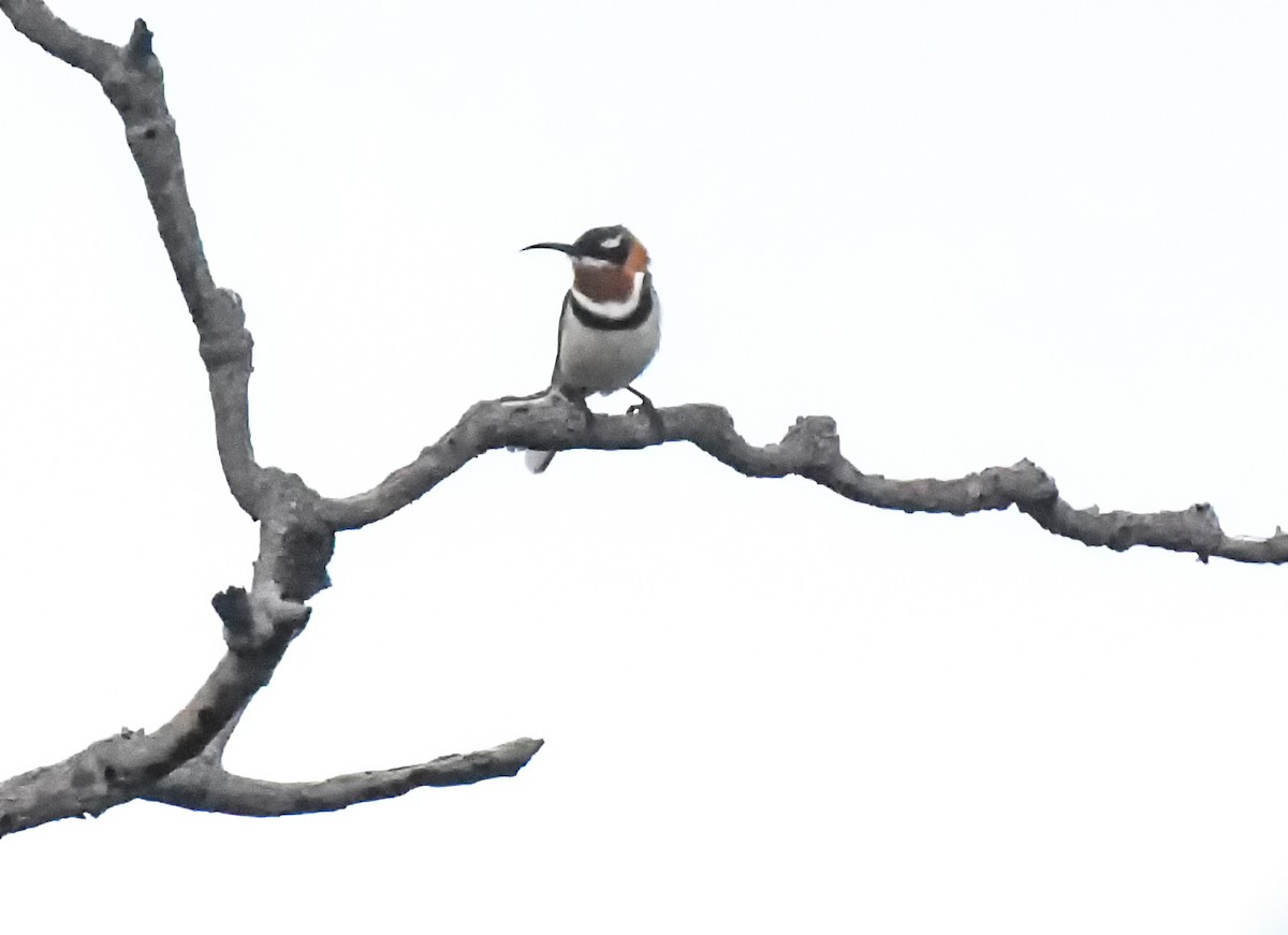 Western Spinebill - ML623005445