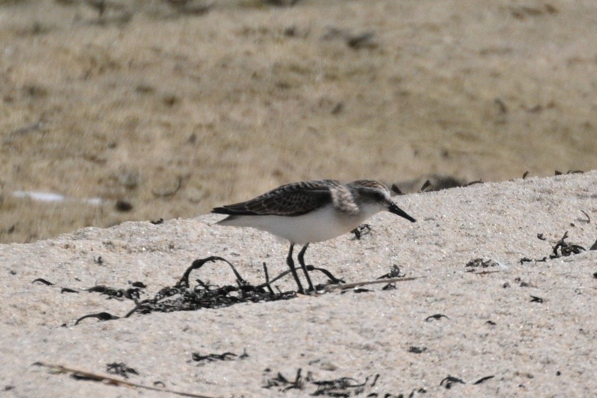 Sanderling - ML623005472