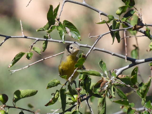 Nashville Warbler - ML623005488