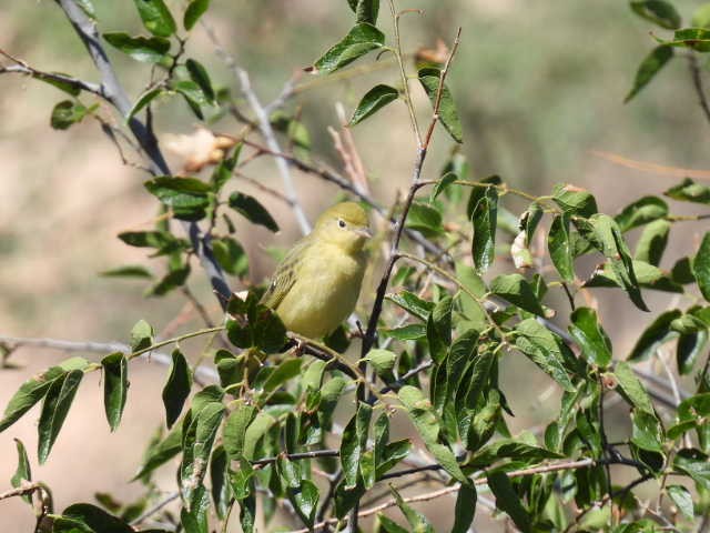 Sarı Ötleğen - ML623005498