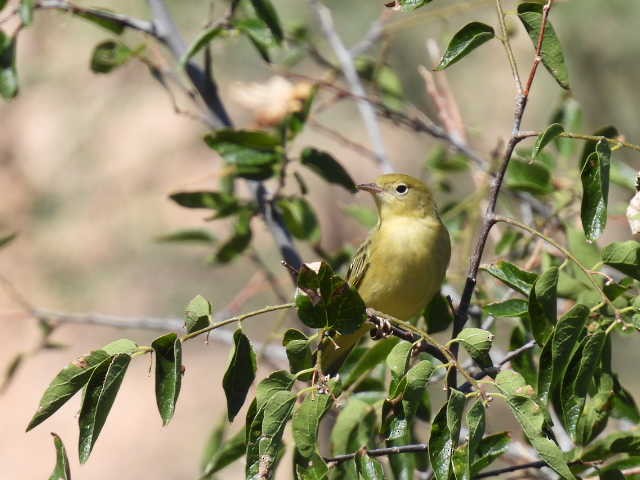 Yellow Warbler - ML623005499