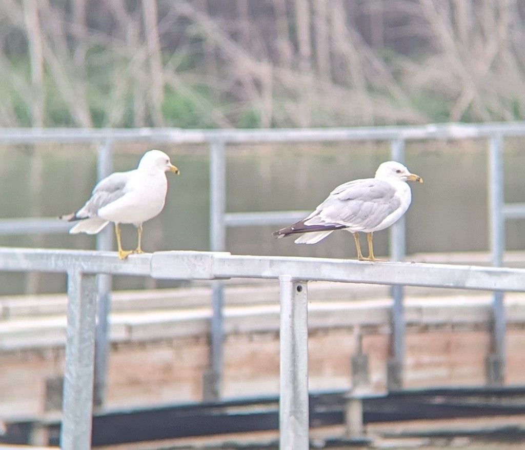 Ring-billed Gull - Caleb Catto