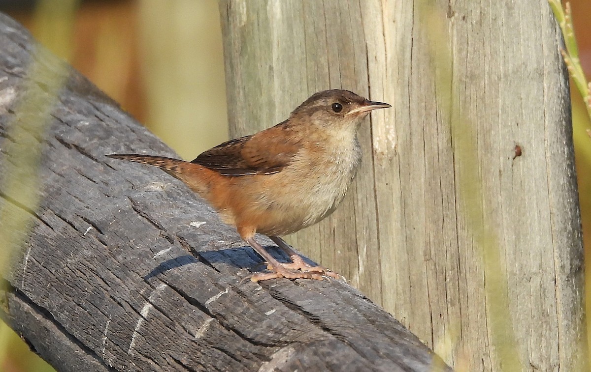 Marsh Wren - ML623005675