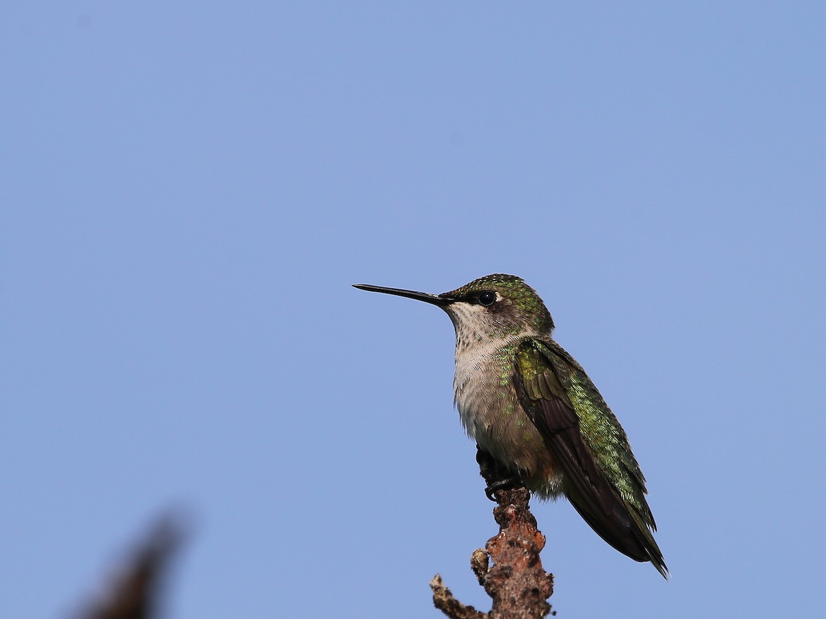 Yakut Boğazlı Kolibri - ML623005700