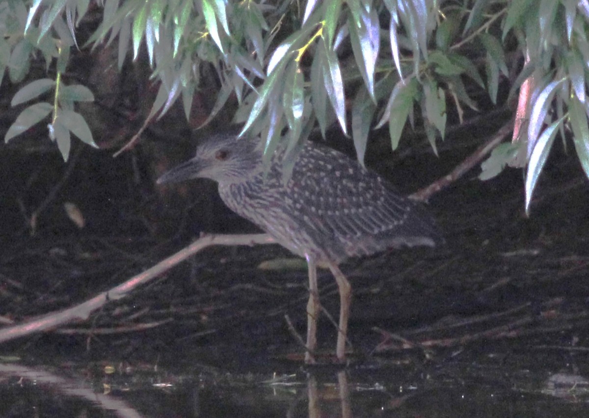 Yellow-crowned Night Heron - ML623005793