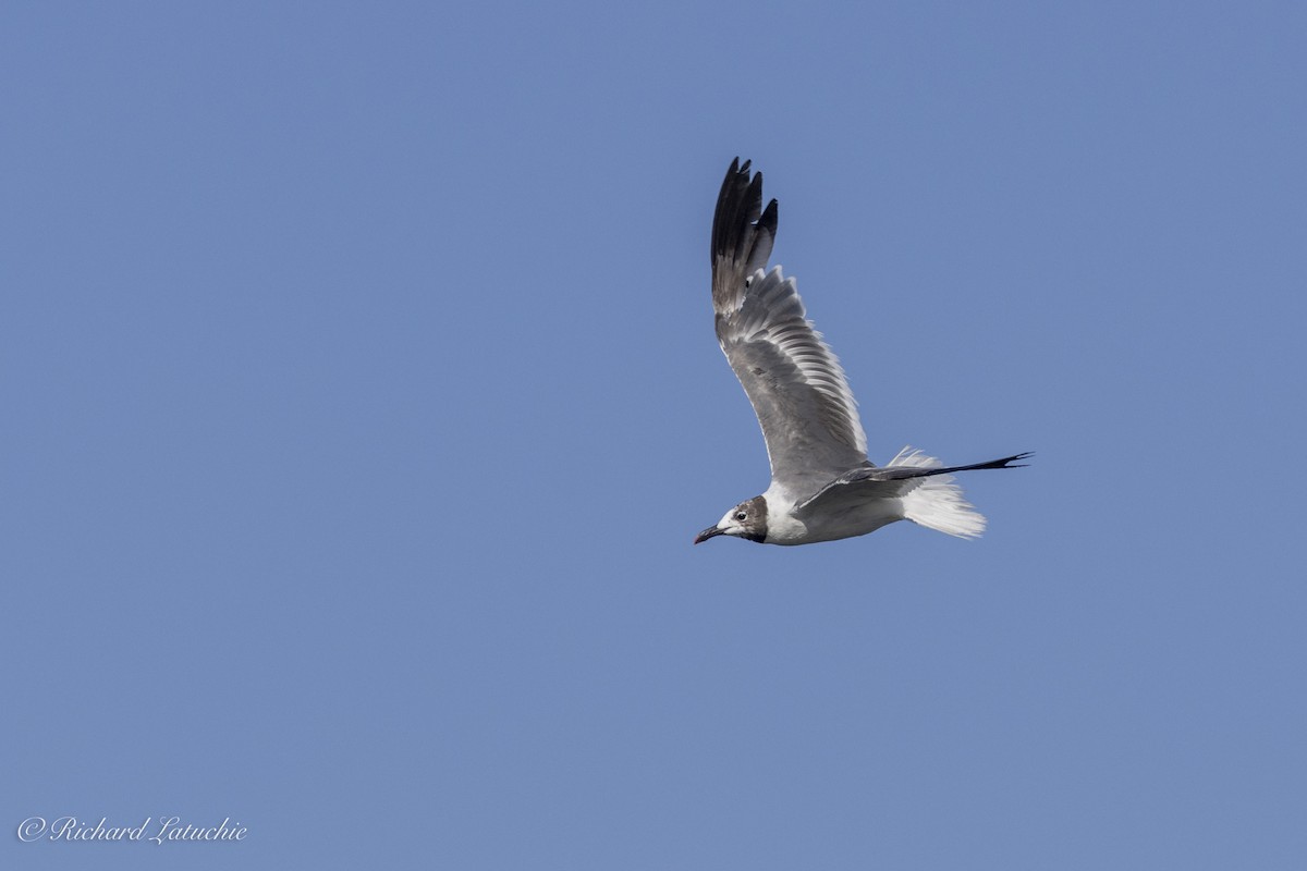 Laughing Gull - ML623005801