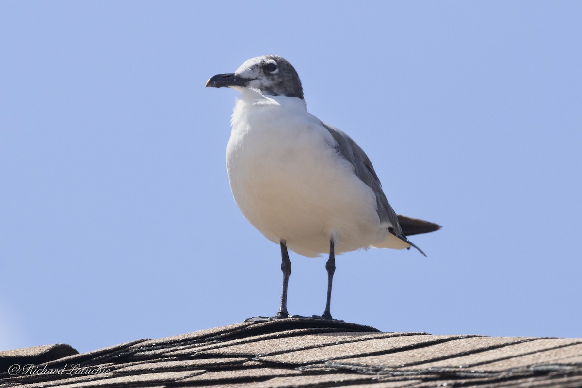Laughing Gull - ML623005802