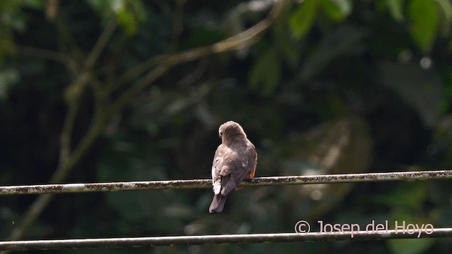 Cliff Flycatcher (Cliff) - ML623005808