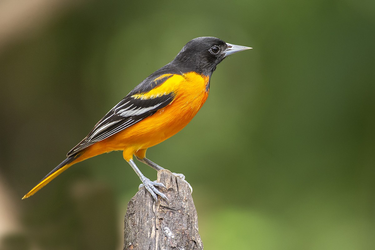 Baltimore Oriole - ML623005824