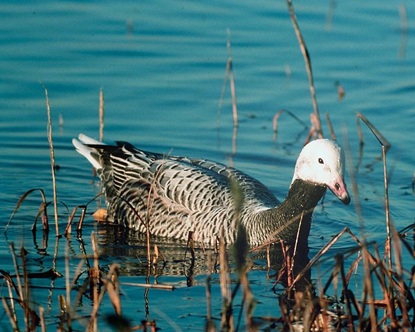 Emperor Goose - ML623005849