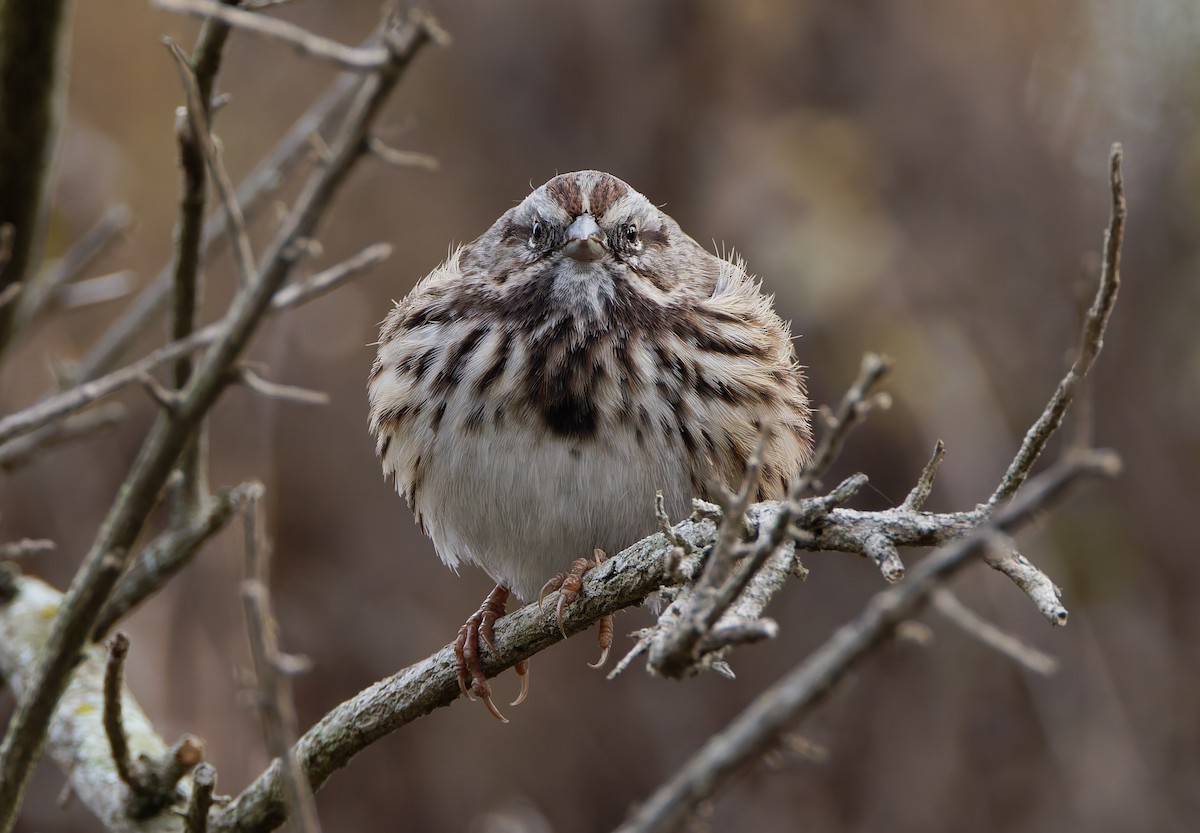 Song Sparrow (heermanni Group) - ML623005918