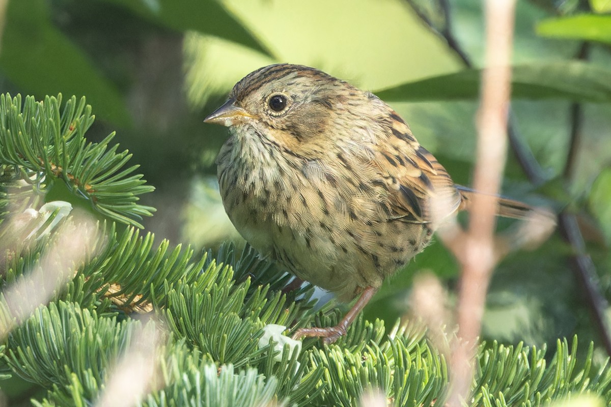 Lincoln's Sparrow - ML623005939