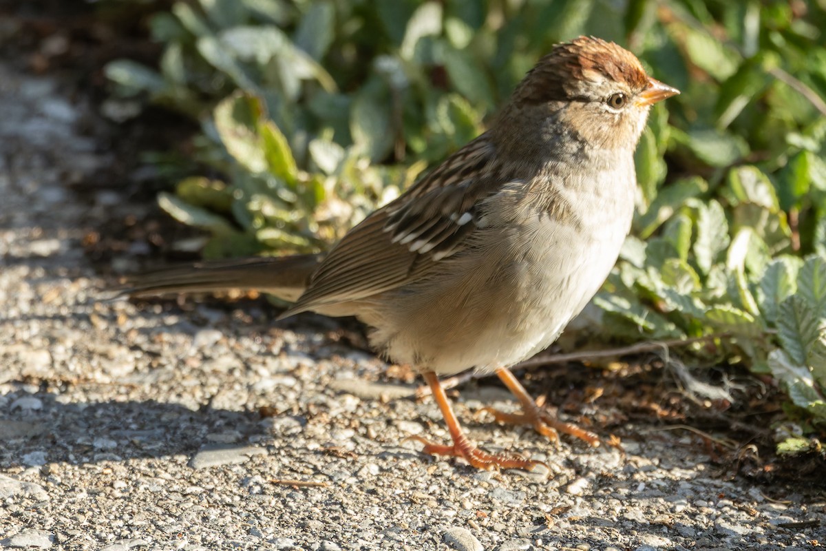 White-crowned Sparrow - ML623005941