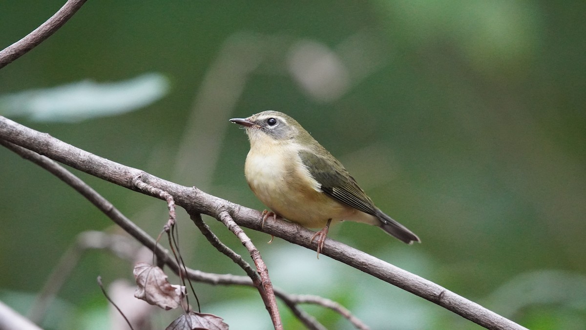 Black-throated Blue Warbler - ML623005972