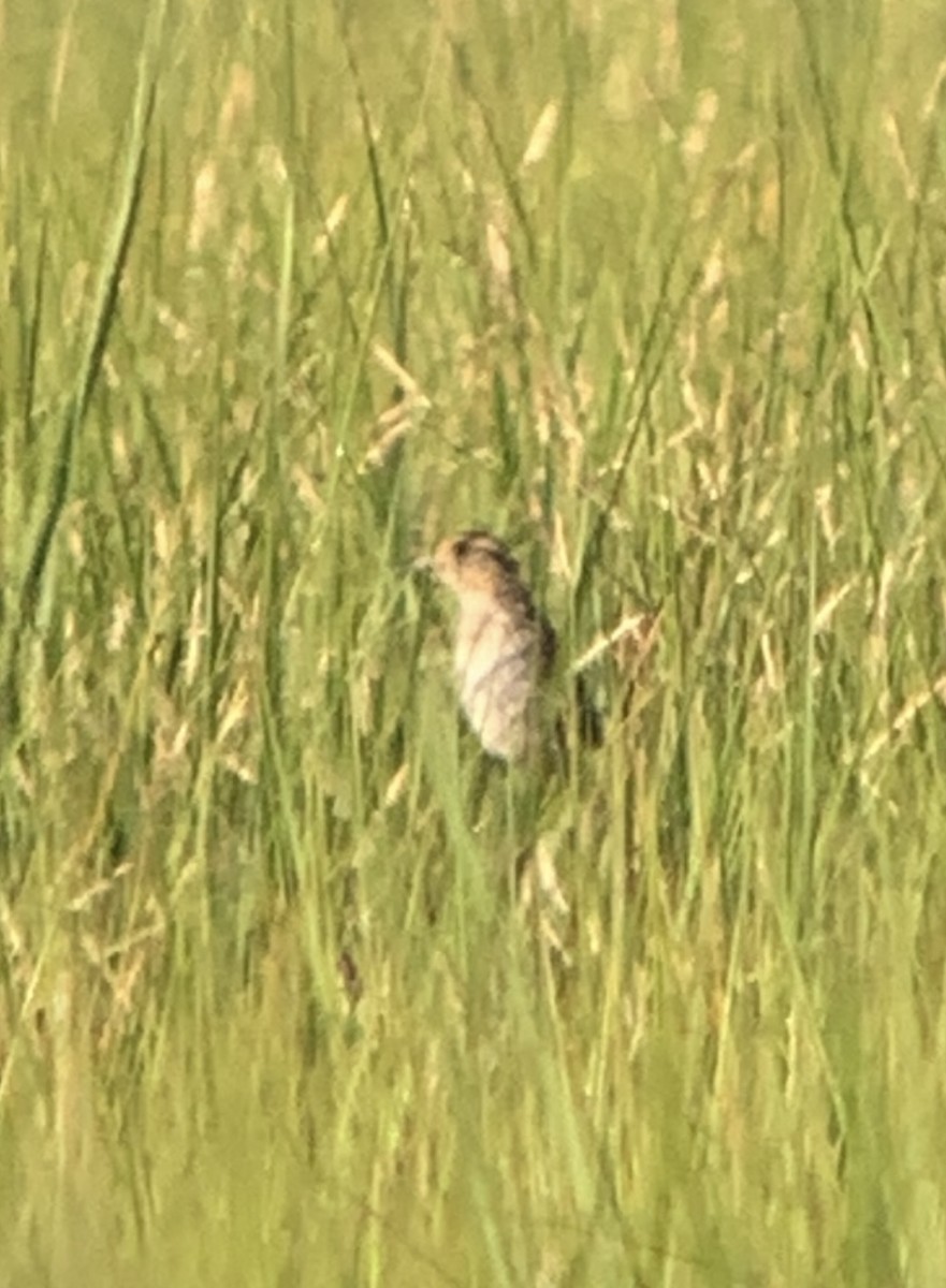 Saltmarsh Sparrow - ML623006010