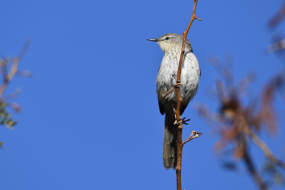 Namaqua Warbler - ML623006028