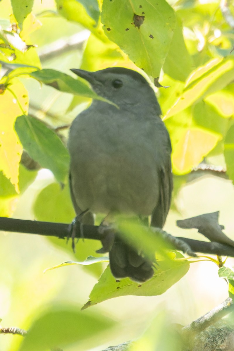 Gray Catbird - ML623006029