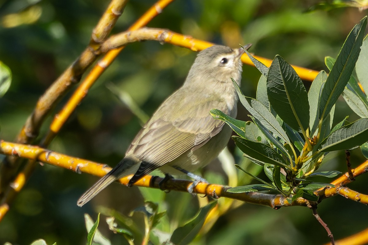 Warbling Vireo - ML623006031