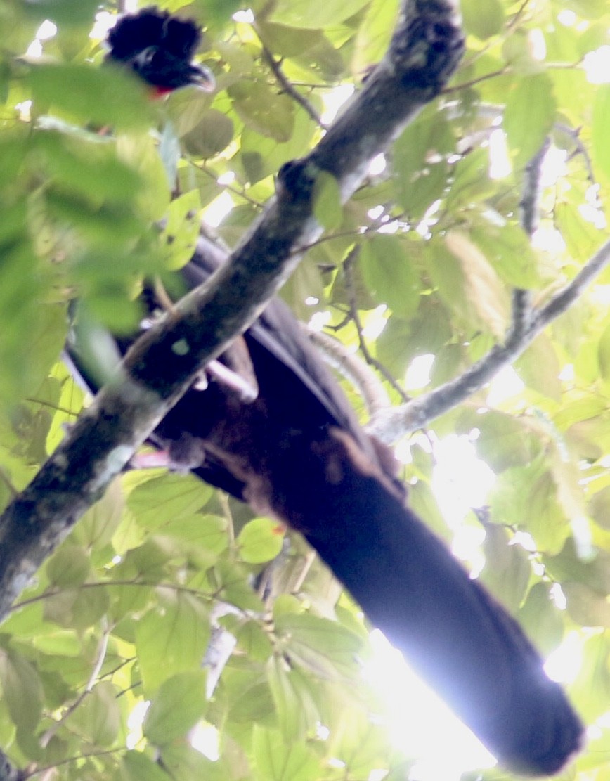 Crested Guan - Marcos Calero