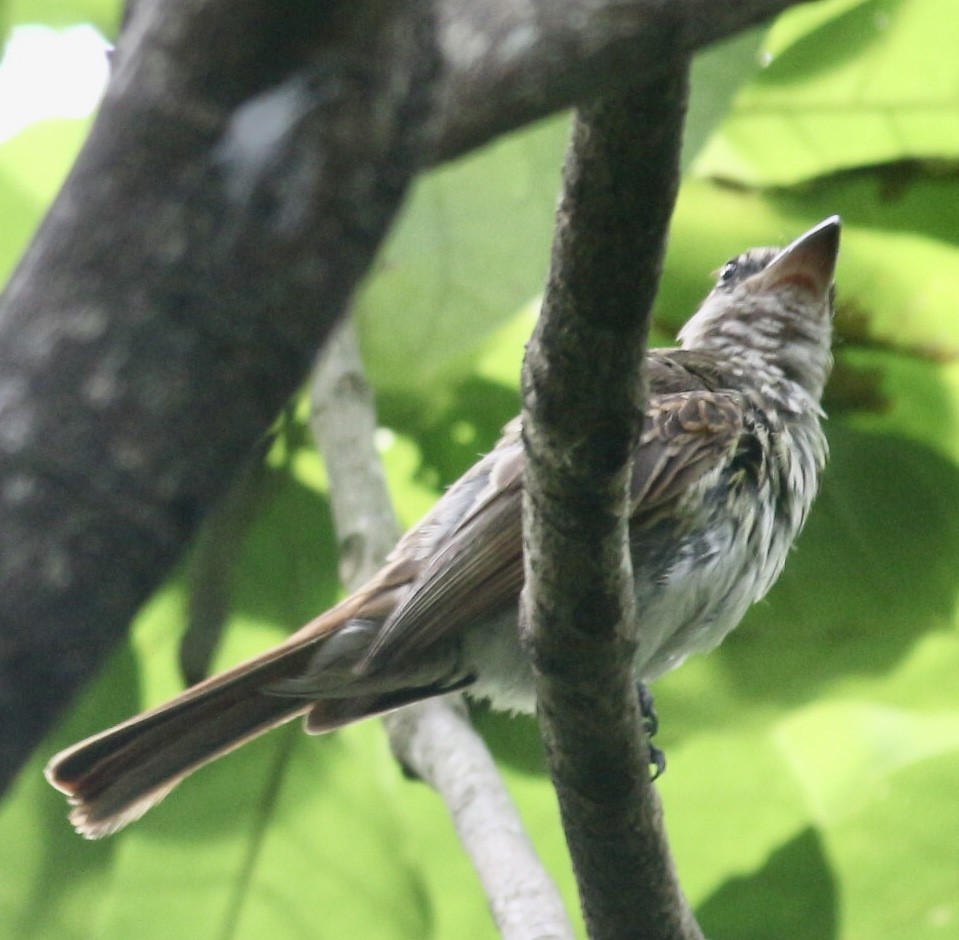 Streaked Flycatcher - ML623006102