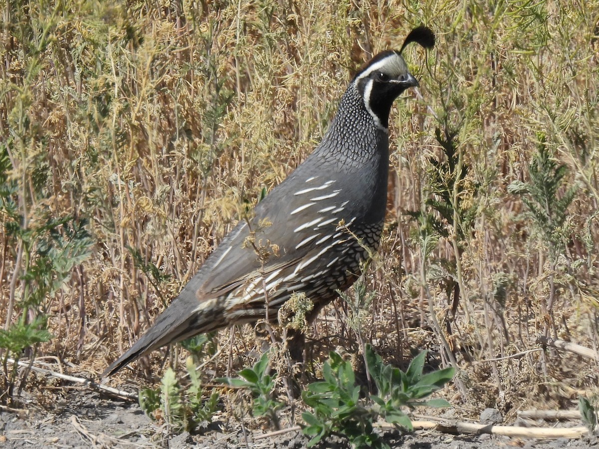 Galeper kaliforniarra - ML623006124