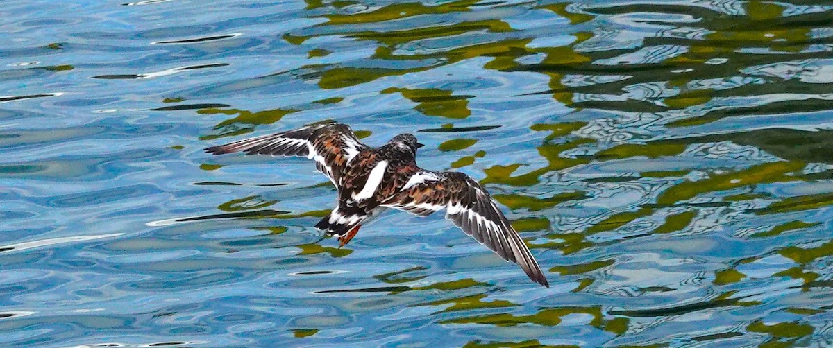 Ruddy Turnstone - ML623006166